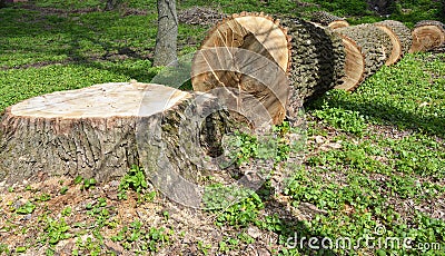 Cutted tree. Cutting a tree with a chainsaw Stock Photo