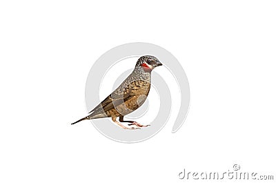 Cutthroat finch, Amadina fasciata Stock Photo