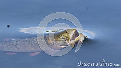 Cutthroat Gulp Stock Photo