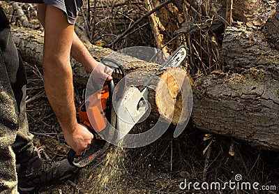 Cutting a big branch Stock Photo