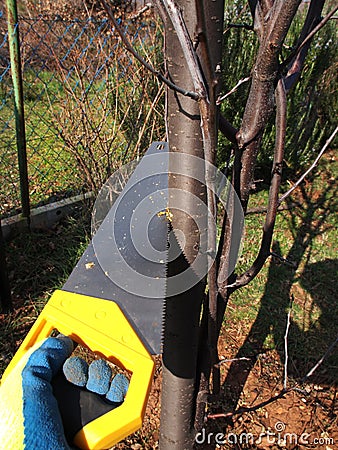 Cutting branches Stock Photo