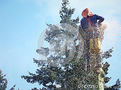 Cutting down tree with a chainsaw #2 Stock Photo