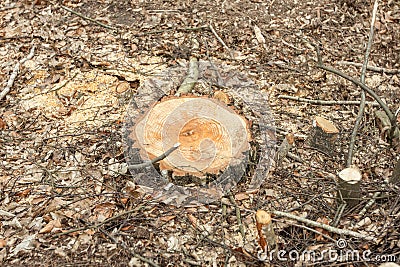 Cutting down trees Stock Photo