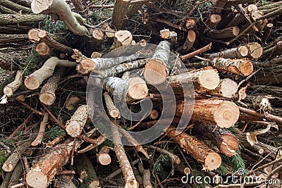 Cutting down trees Stock Photo