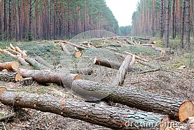 Cutting down trees Stock Photo