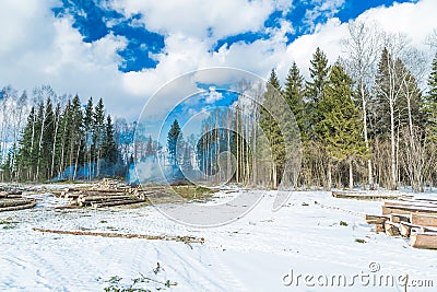 Cutting down trees in the forest Stock Photo