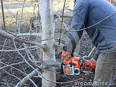 Cutting down unnecessary branches on the bottom of the tree Stock Photo