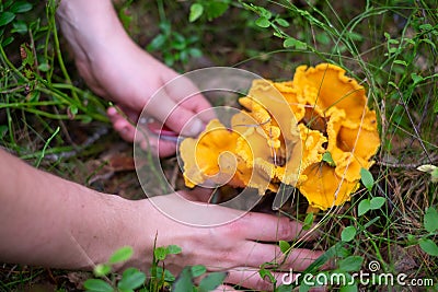 Cutting golden chanterelle with a knife in the forest Stock Photo