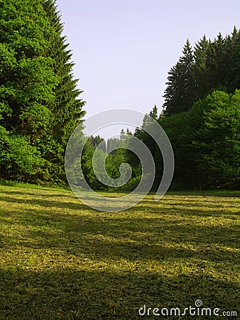 Cutting hayfield in forest Stock Photo