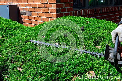 Cutting a hedge with hedge trimmer. Selective focus Stock Photo