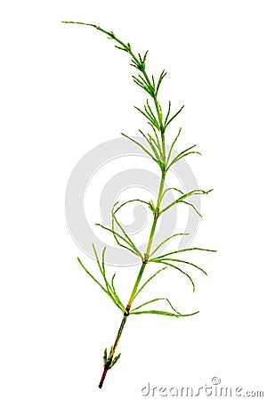 Cutting horsetail plants isolated islate on white background Stock Photo