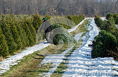 Cutting a live tree at a Christmas tree farm Editorial Stock Photo