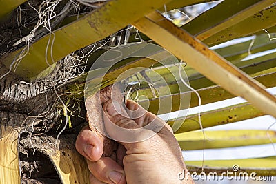 Cutting Mojave yucca leaf with stone blade Stock Photo