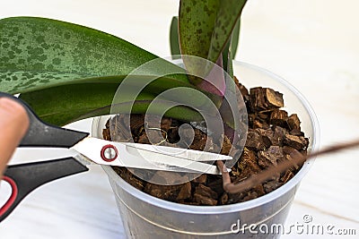 Cutting of old dry sprout of orchids. Take care of orchid houseplant. Home gardening Stock Photo