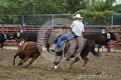 Cutting out Calf Number Four Panning and Motion Blur Stock Photo