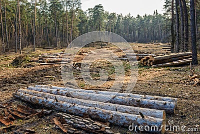 Cutting pine forest. Focus is on logs Stock Photo