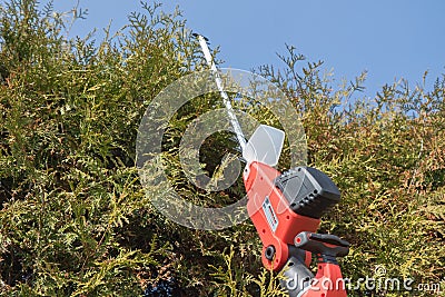 Cutting Thuja by electric fence scissors. Stock Photo