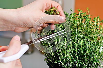 Cutting thyme Stock Photo