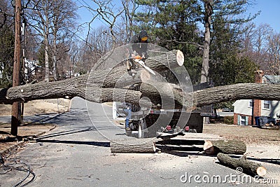 Cutting tree Editorial Stock Photo