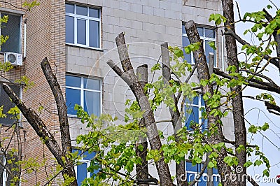 Cutting Trees Servises in the City Editorial Stock Photo