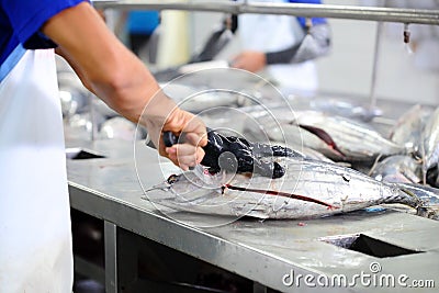 The cutting of a tuna fish in factory Stock Photo