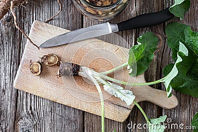 Cutting up burdock root to prepare herbal tincture Stock Photo