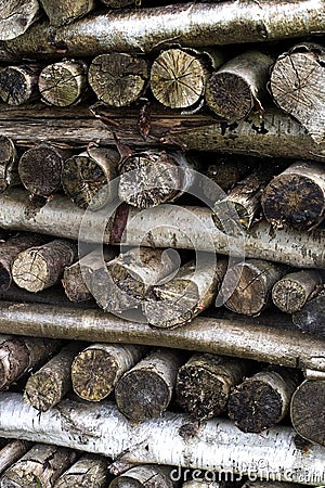 COUPE DE BOIS Stock Photo