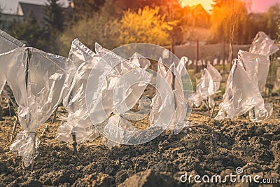 Cuttings of apple trees in orchard garden with protective bag Stock Photo