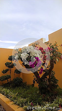 cuttings of Colorful flowers plus green bonsai Stock Photo