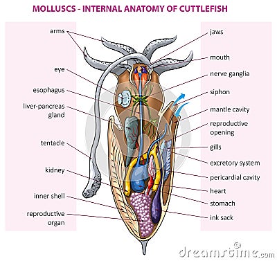 Cuttlefish anatomy Vector Illustration
