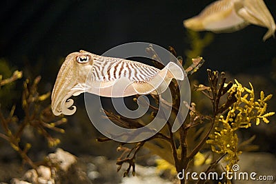 Cuttlefish Close Stock Photo