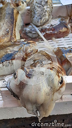 Cuttlefish close up on a fish market stand Stock Photo