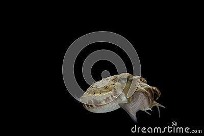 Cuttlefish eating fish Stock Photo