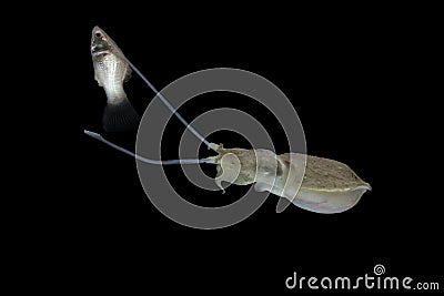 Cuttlefish eating fish with black isolated background Stock Photo