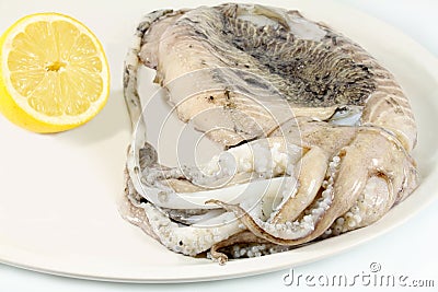 Cuttlefish Stock Photo