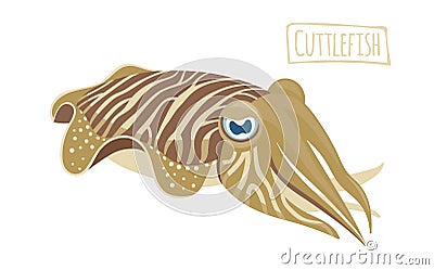 Cuttlefish mollusk, cartoon style Vector Illustration