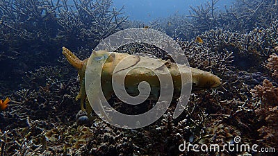 Cuttlefish timid tentacle like hermit crab on the coral garden Stock Photo