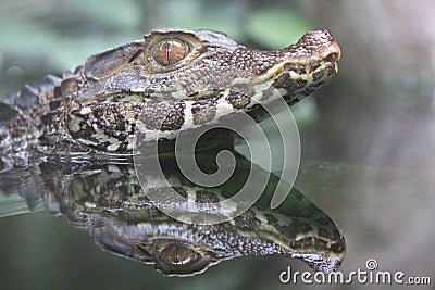 Cuvier's dwarf caiman Stock Photo