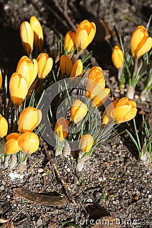 CVrocus bulb yellow flowers in Kastrup Denmark Stock Photo