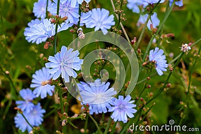 Cyan chicory flowers on a dark green background Stock Photo