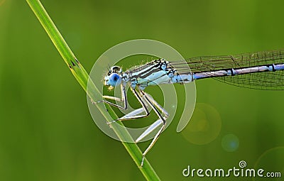 Cyan Dragonfly Stock Photo