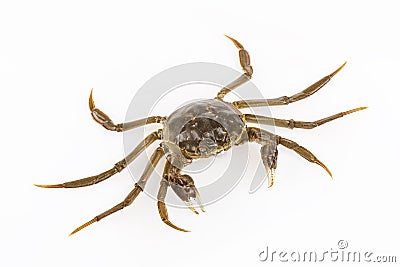 Cyan living crab Stock Photo