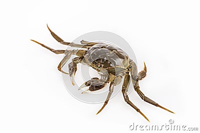 Cyan living hairy crab Stock Photo