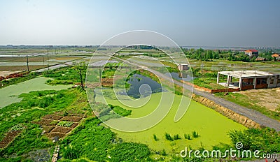 Eutrophic pollution Editorial Stock Photo