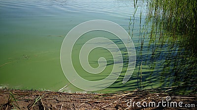 Cyanobacterium in a lake Stock Photo