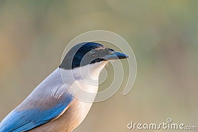 Cyanopica cooki Stock Photo