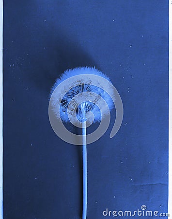 artistic cyanotype flower Stock Photo