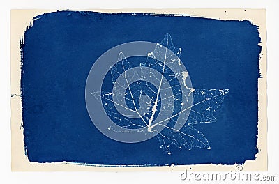 Cyanotype print of a skeleton leaf Stock Photo