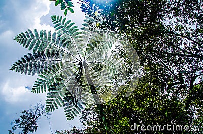 Cyathea contaminans Wall. ex Hook. Copel. Stock Photo