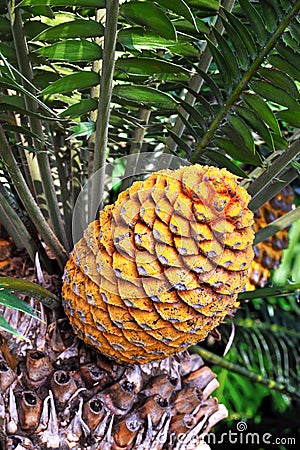 Cycad cone, Encephalartos Transvenosus Stock Photo